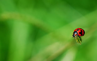 shallow focus photography of red and black ladybug
